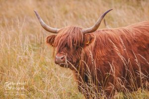 Highland Rind IV