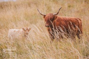 Highland Rind V