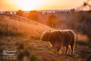 Highland Rind III