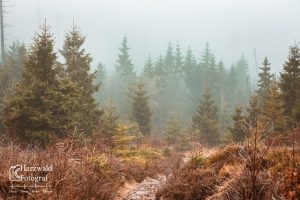Nebel im Wald