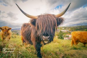 Highland Rind II