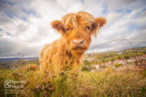Highland Rind 1
